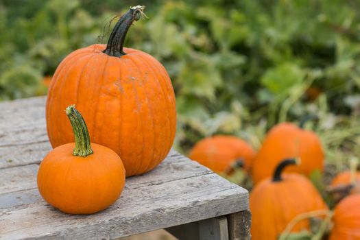 Halloween time when you get to find your own pumpkins