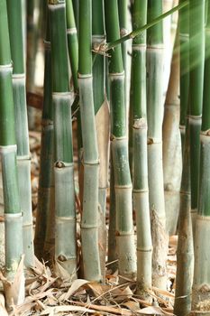group of bamboo tree in forest
