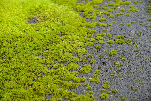Green moss on the floor