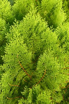 Green Thuja orientalis in morning sunlight