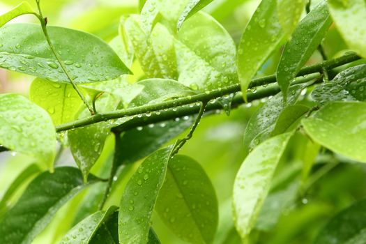 Beautiful wet green leaf in garden