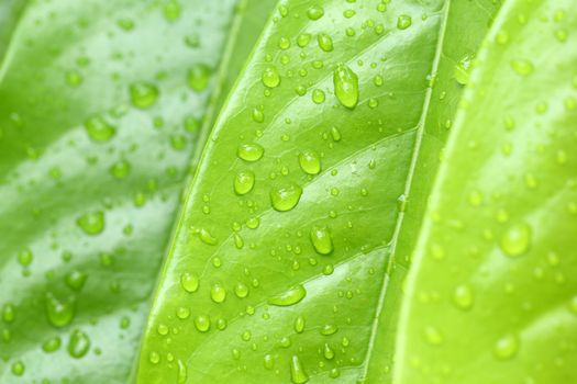 wet green leaf, focus on the middle leaf