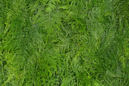 fresh green asparagus fern background