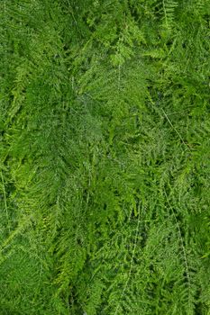 fresh green asparagus fern background