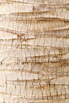 Close up coconut tree bark