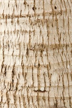 Close up coconut tree bark