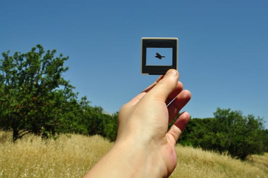 Hand holding photographic slide picture frame and flying bird. Nature abstract.