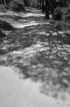 Long tree shadows and trail in a forest. Black and white.