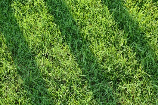 Green Grass filed with shadow of sunlight