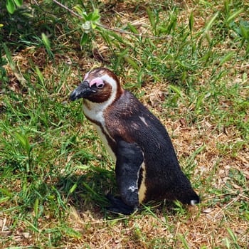 African black footed penguin walking on grass. Animal in natural environment.