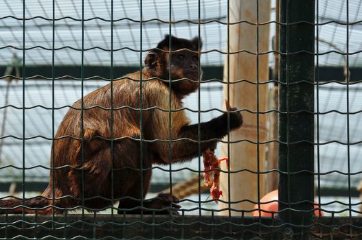 Black capped capuchin eating a small bird. Squirrel monkey wild animal feeding time.