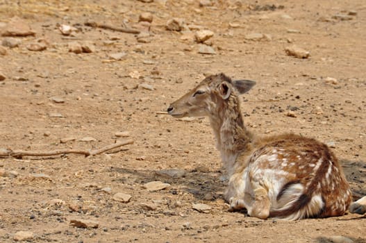 Fallow deer animal resting. Doe with spotted coat native to Rhodes island, Greece.