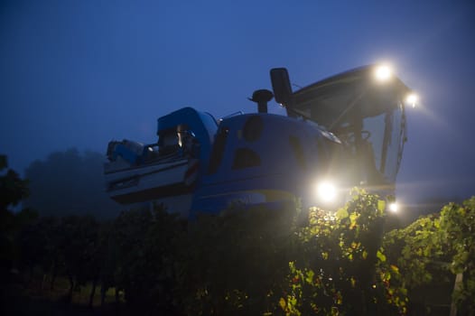 Mechanical harvesting of grapes in the vineyard