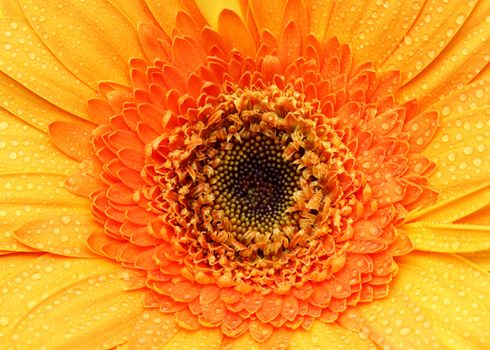 Close up Orange Gerbera Daisy with water droplet