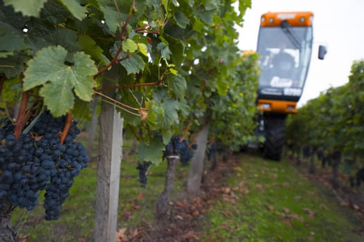 Mechanical harvesting of grapes in the vineyard