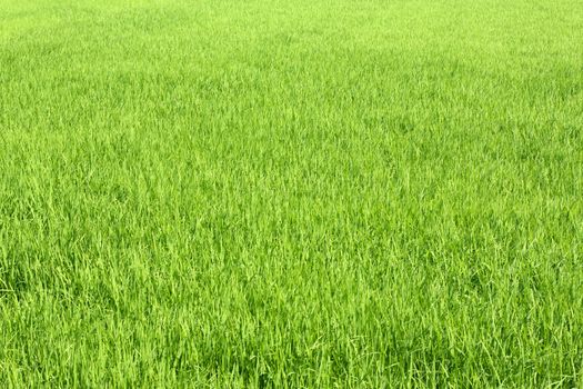 Green Rice field in Thailand