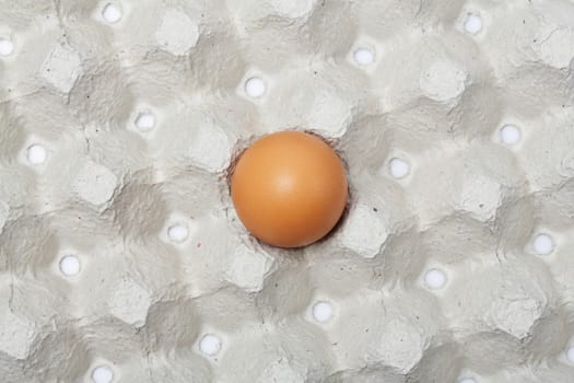 Single Chicken egg in paper tray