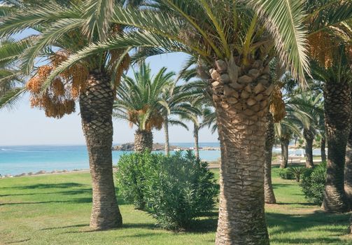 Date palms on the beach on a bright sunny day in Cyprus