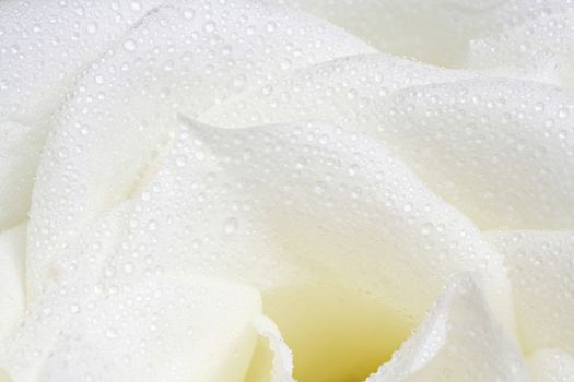 White rose petals with water droplet