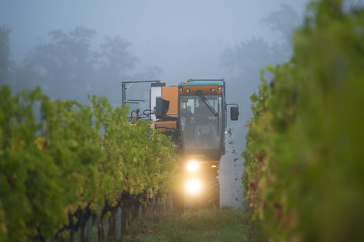 Mechanical harvesting of grapes in the vineyard