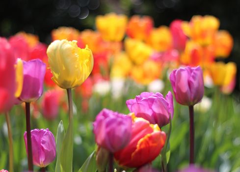 A lot of tulips, colorful, in sunny garden