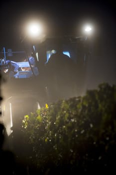 Mechanical harvesting of grapes in the vineyard