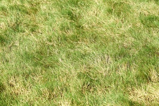Rough grass in golf course