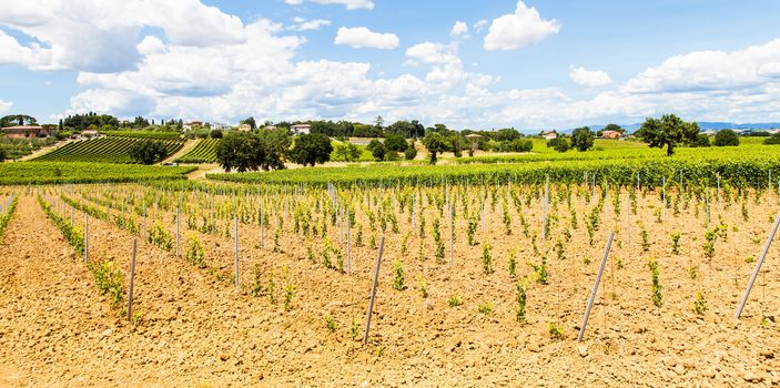 Italy, Tuscany region, Orcia Valley. A youg wineyard during a sunny day