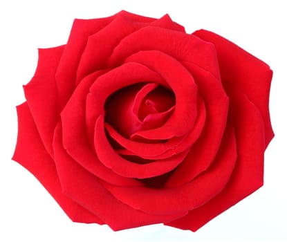 Red rose isolated on white