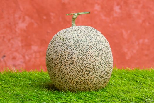 Japanese rock melon on green grass and grunge wall