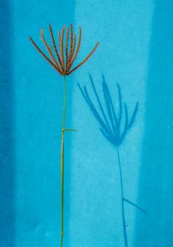 Grass flower and shadow on blue painted wall