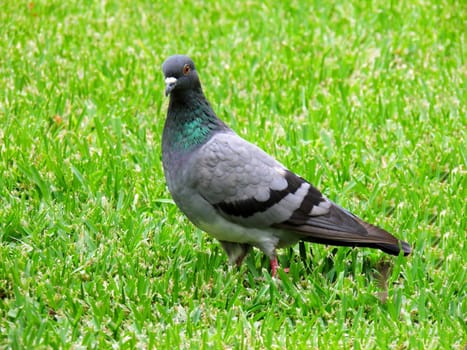 Pigeon seeking food in grass
