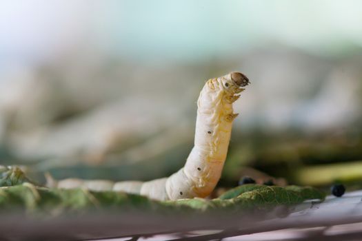 Close up silkworm on mulberry leaf