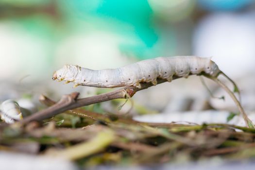 Close up silkworm and mulberry leaf