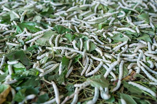Close up silkworms eat mulberry leaf