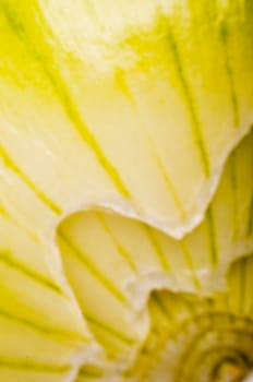 An image of close up onion isolated