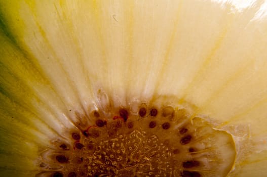An image of close up onion isolated