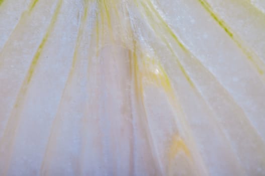 An image of close up onion isolated