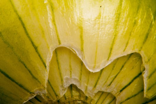 An image of close up onion isolated
