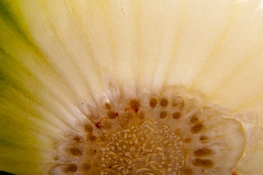 An image of close up onion isolated