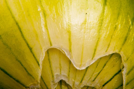 An image of close up onion isolated