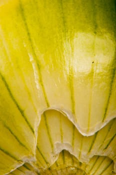 An image of close up onion isolated