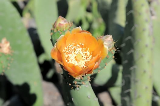 Orange Flower on top of a Green Cactus in the Desert