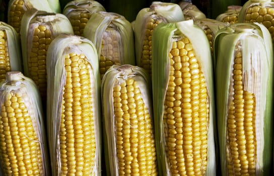 Corn on the cob with kernels exposed, lined up for sale; Location is Victoria Market in Melbourne, Australia;