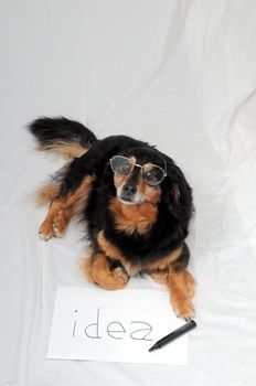 One Female Old Black Dog Drawing on a White Paper