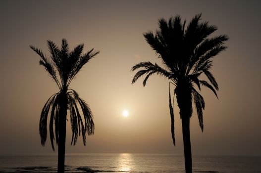 Silhouetted Palm Near The Atlantic Ocean At Sunset In Canary Islands