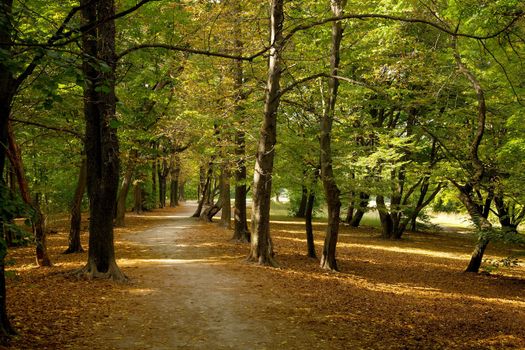 Forest with colorful autumn leaves