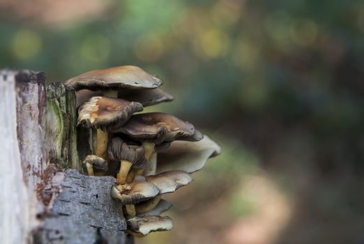 fungus on bark tree in nature