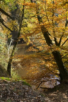 autumn forest in holland with the river dinkel