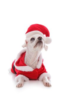 Cute white puppy dog wearing a santa clause suit and looking up intently.   White background.